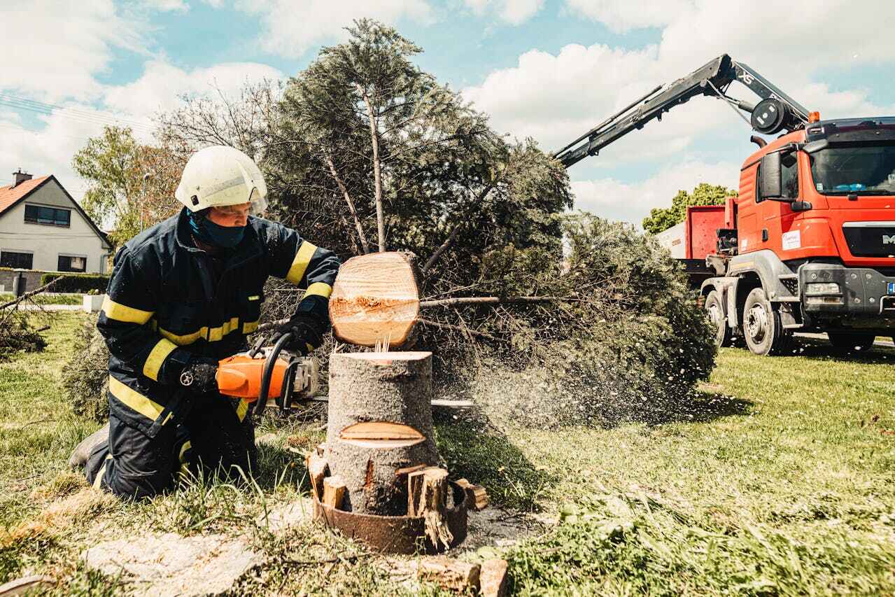 Best Stump Grinding Near Me  in USA